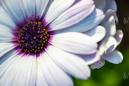Preview: Autumnal garden with Gazania flowers
