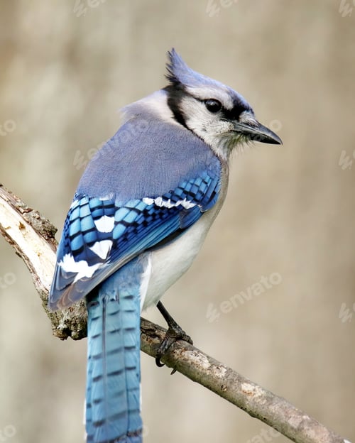 Preview: Blue Jay (Cyanocitta cristata) on a blurry background