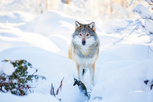 Preview: Snowy wolf stands in beautiful winter forest