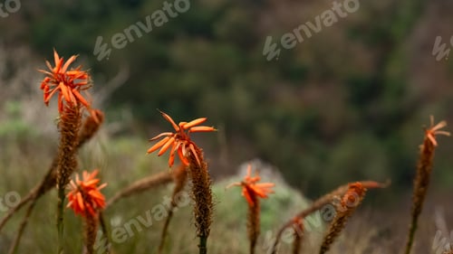 Preview: Natural background, mountain flowers