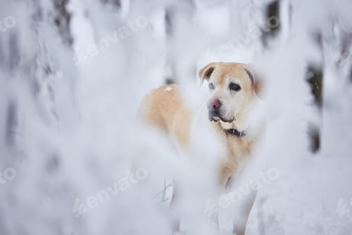 Preview: Dog in snow covered forest