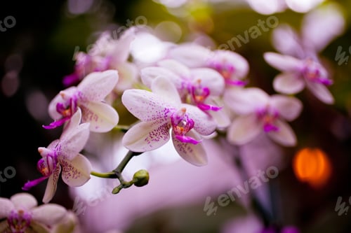 Preview: Pink Orchid Flowers on Leaves Background