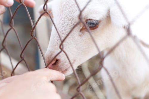 Preview: Close up of a hand touching a lamb through a fence