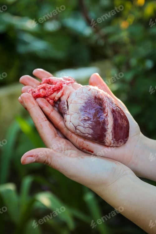 Preview: A human heart in a person's hands on a blurred background - cardiovascular disease concept