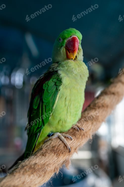 Preview: Green parakeet Psittacula krameri close-up portrait in aviary, exotic small parrot bird
