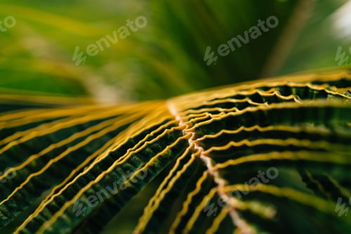 Preview: Close up view on textured green leaf palm as wallpaper with greenish background