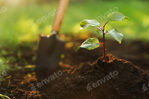 Preview: Seedling growing in fresh soil on sunny day outdoors, closeup. Planting tree