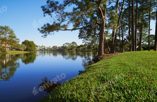 Preview: Palm trees growing next to the lake in Florida, USA