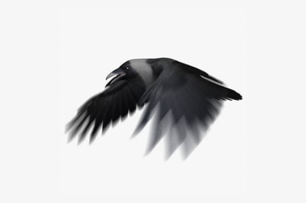 Preview: Flying House Crow - Animated Bird