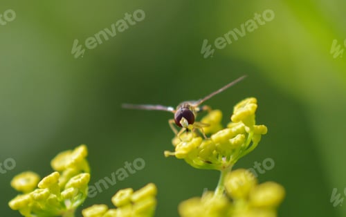 Preview: Insect seen up close