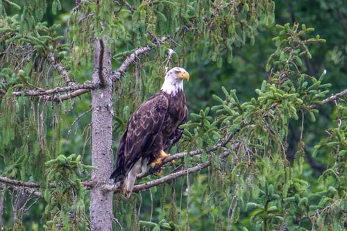 Preview: Bald eagle perched on a tree branch looking for prey