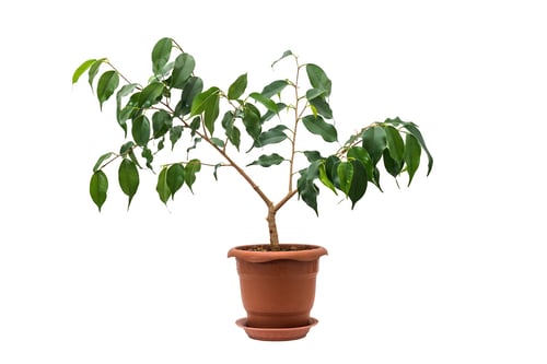 Preview: Ficus benjamina in a pot isolated on white background