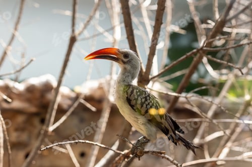 Preview: Northern Red-Billed Hornbill Majestic African Bird