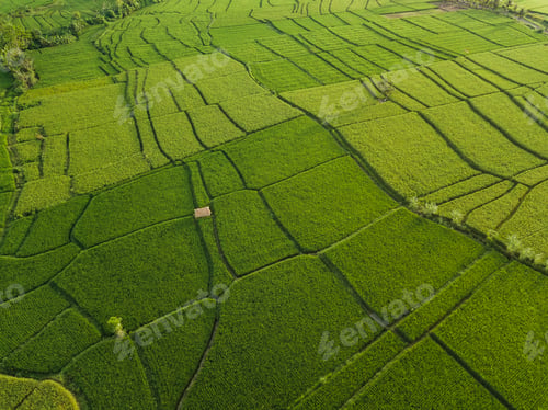 Preview: Aerial view of rice fields, Bali, Indonesia
