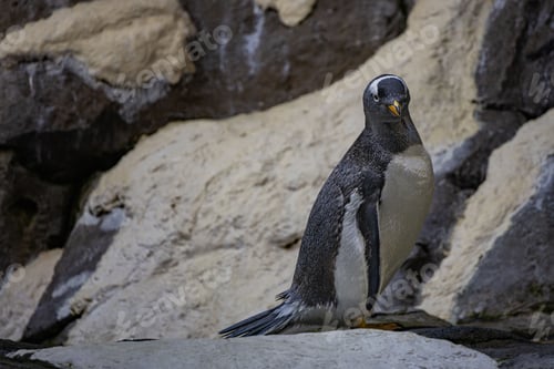 Preview: Penguin on a rocky outcrop, gazing into the horizon