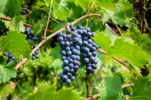 Preview: Ripe black grapes growing on vine in nature