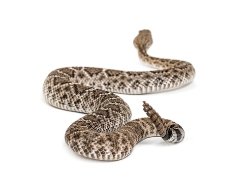 Preview: western diamondback rattlesnake or Texas diamond-back, venomous snake against white background