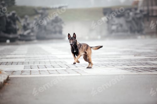 Preview: Belgian Shepherd Malinois on a walk. Fall, autumn. Happy dog outdoor. Active dog