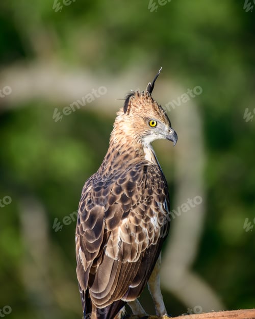 Preview: Beautiful eagle close-up photograph. Changeable hawk eagle perch on a branch and look back
