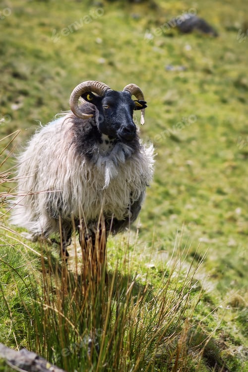 Preview: sheep