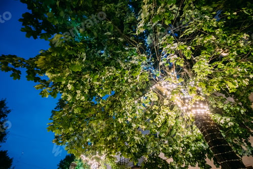 Preview: Decorative Small Glowing Lights In Foliage Of Tall Tree In Eveni