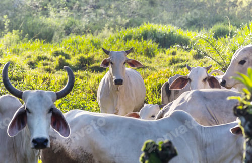 Preview: White cow