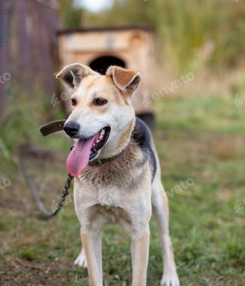 Preview: A cheerful big dog with a chain tongue sticking out. Portrait of a dog