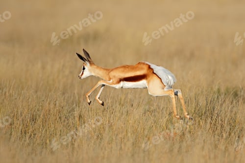 Preview: Jumping springbok antelope