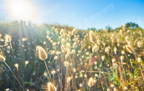 Preview: Landscape of spikey plants at sunset