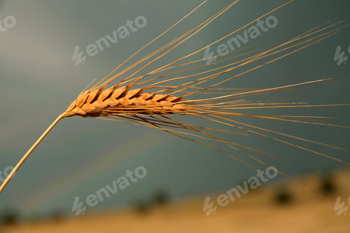 Preview: Gold wheat seed. Wheat field. Rainbow,.