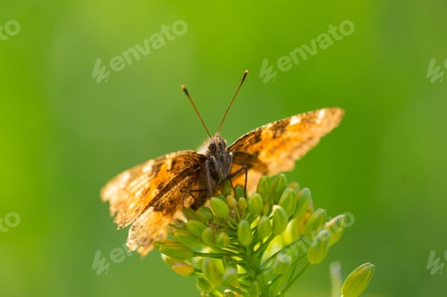 Preview: Cute yellow butterfly sitting on plant with blurred green background