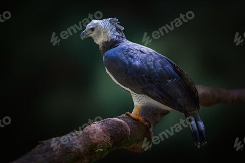 Preview: Harpy Eagle (Harpia harpyja) - Bird of Prey
