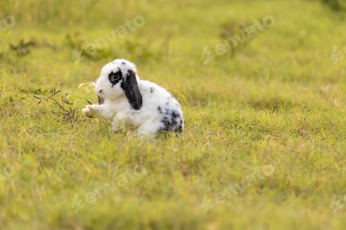 Preview: bunny Easter fluffy baby rabbit or new born rabbit.