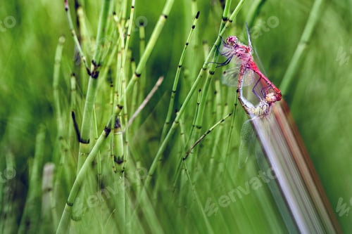Preview: Dragonfly on green twig in closeup