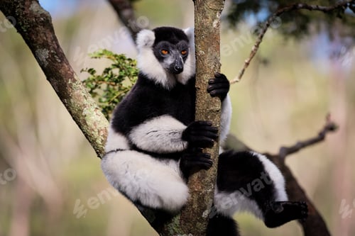 Preview: Lemurs relaxing in the trees of Madagascar