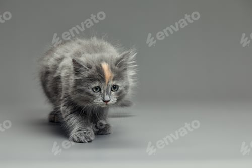 Preview: Cute fluffy kitten against gray background. Space for text