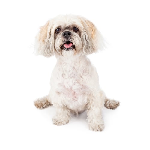 Preview: Lhasa Apso Purebred Dog