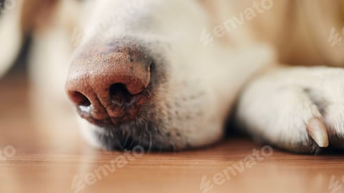 Preview: Close-up of sleeping dog at home