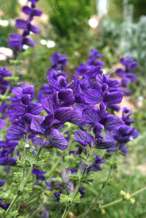 Preview: Salvia viridis (Salvia horminum) in the summer garden
