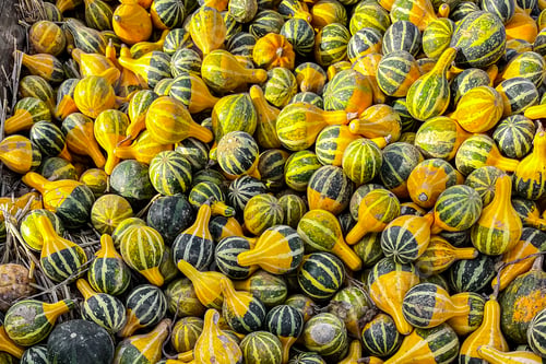 Preview: pumpkin varieties harvest different types and of pumpkin fresh food outdoor copy space food