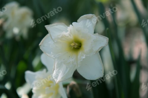 Preview: Flowers
