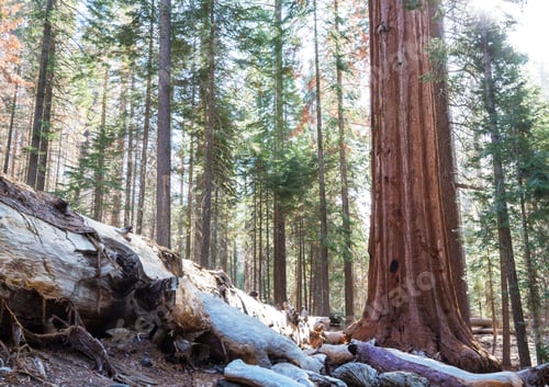 Preview: Sequoia