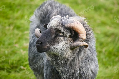 Preview: Sheep lamb grazing in the countryside Faroe islands