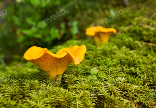 Vista previa: Chanterelle.