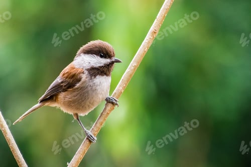Vista previa: Chestnut backed Chickadee