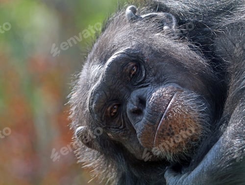 Preview: Chimpanzee