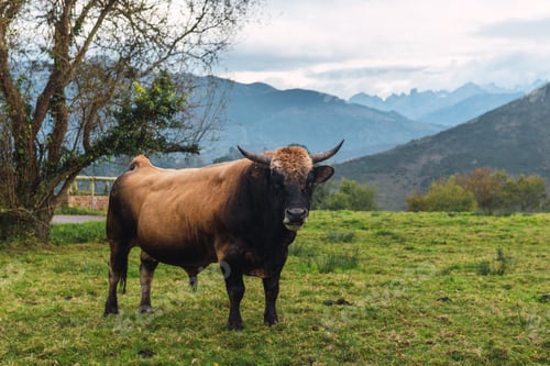 Preview: beautiful bull grazing in a field in Asturias