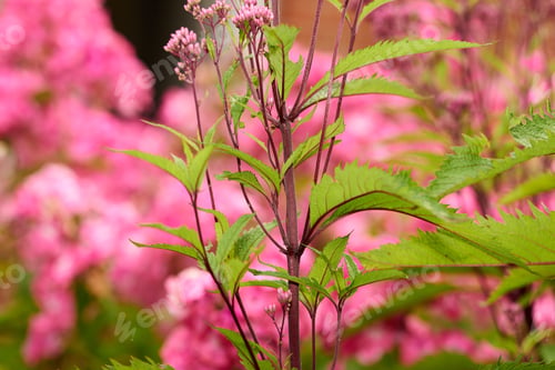 Preview: Garden photo