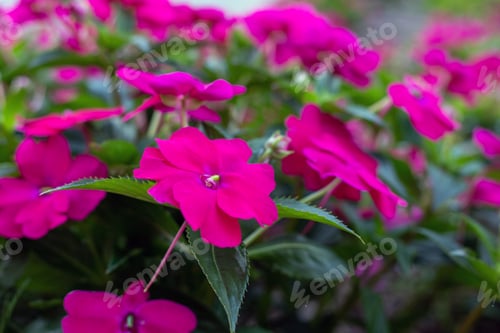 Preview: Pink Impatiens flowers blooming outdoors, close up