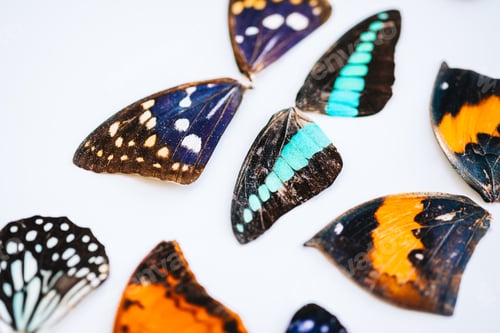 Preview: Colorful dried butterflies wings on a white background.